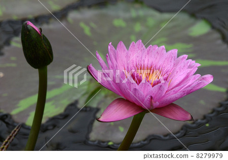 Tropical water lily Tropical water lily 8279979