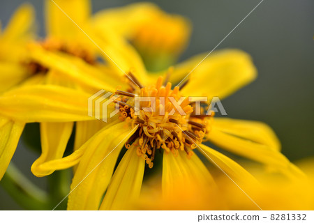 Handkerchief 8281332