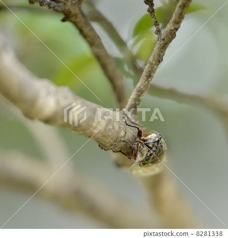 Kumazumi Kumazumi 8281338