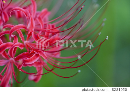 群集孤挺花 群集孤挺花 8281950