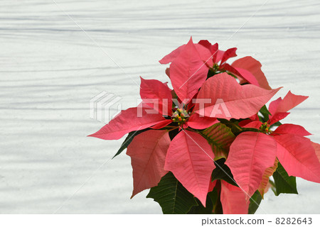 Poinsettia 8282643