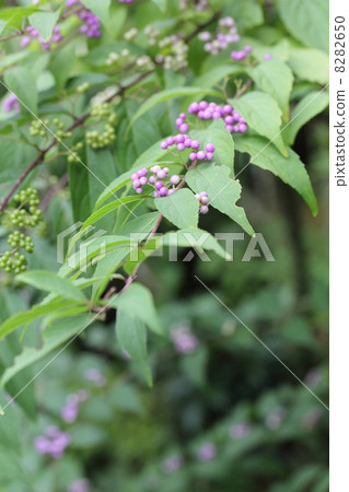 Murasaki Shikibu Murasaki Shikibu 8282650