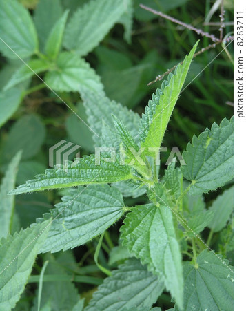 Plants background - Nettle 8283711