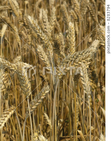 Harvest Field Harvest Field 8283794