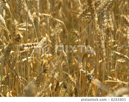 Harvest Field Harvest Field 8283801
