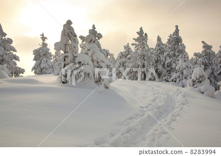 Footprints in snow 8283994