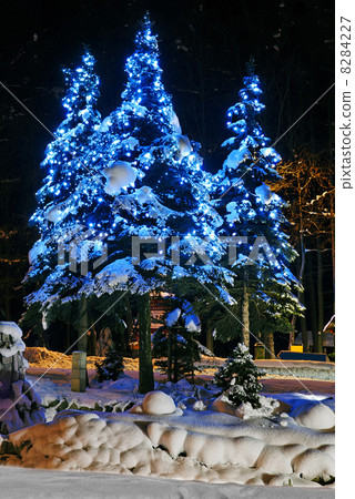 Christmas trees 8284227