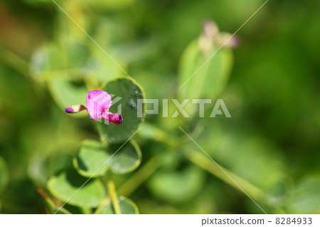 Hagi's flowers and raindrops Hagi's flowers and raindrops 8284933