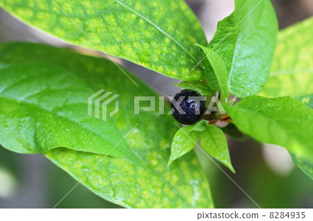 Inu Bivan的水果和雨滴 Inu Bivan的水果和雨滴 8284935