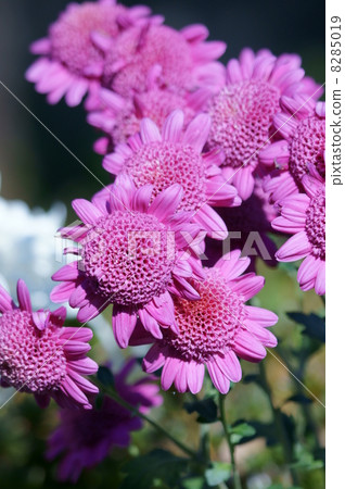 我叫Tsukishi Chrysanthemum。 8285019