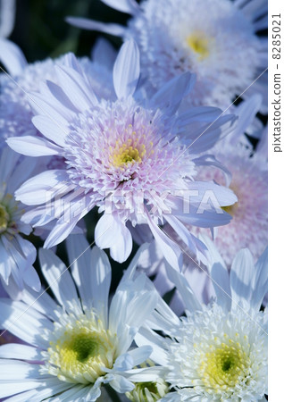 我的名字是Otsukaji Chrysanthemum Daeda。 我的名字是Otsukaji Chrysanthemum Daeda。 8285021