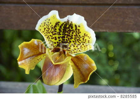 兜蘭 兜蘭 8285585