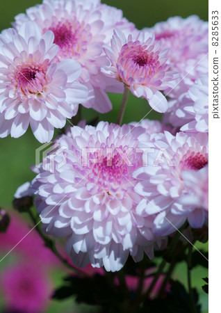 Spray chrysanthemum ferrolipop 8285633