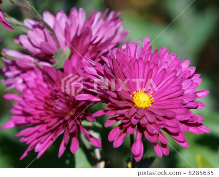 噴灑菊花酒紅色 噴灑菊花酒紅色 8285635