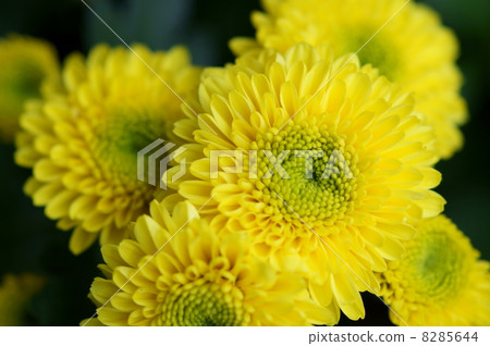 噴灑菊花宜必思陽光 噴灑菊花宜必思陽光 8285644