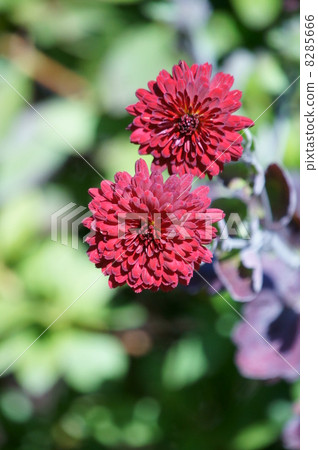 噴霧chrysanthema我在冬天努力。 噴霧chrysanthema我在冬天努力。 8285666