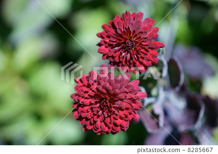 噴霧chrysanthema我在冬天努力。 8285667