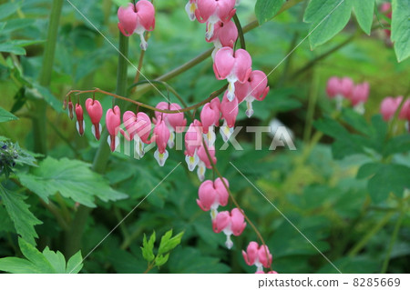 Chinese flower grass (red) Chinese flower grass (red) 8285669