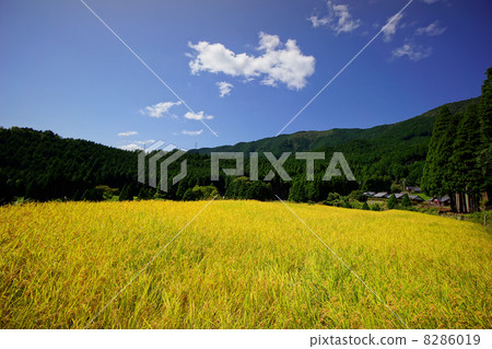 Mountain rice field Mountain rice field 8286019