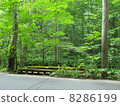 Oirase stream 8286199