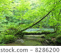Oirase stream 8286200