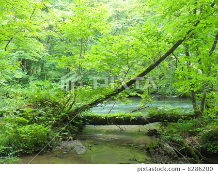 Oirase stream 8286200