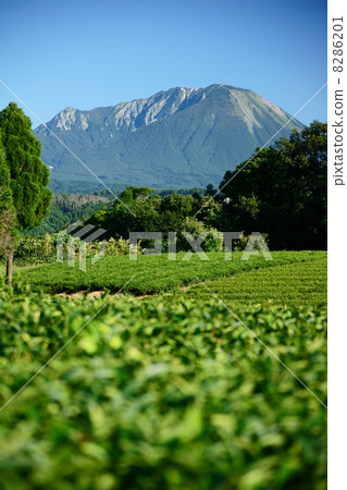 Oyama wishing from the tea plantation 8286201