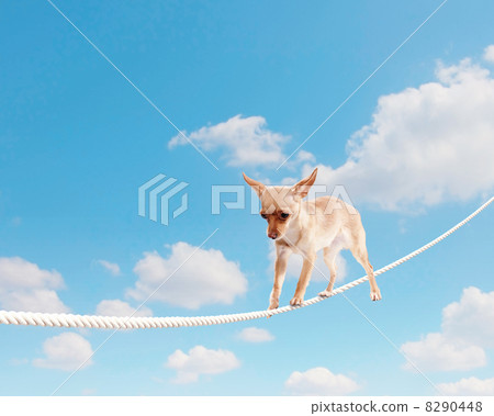 Dog balancing on rope Dog balancing on rope 8290448