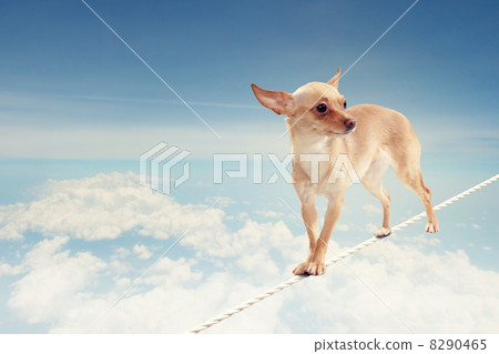 Dog balancing on rope Dog balancing on rope 8290465