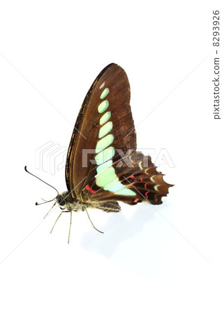 Aosujihaha white back 8293926