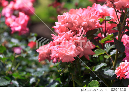 玫瑰 玫瑰 8294810