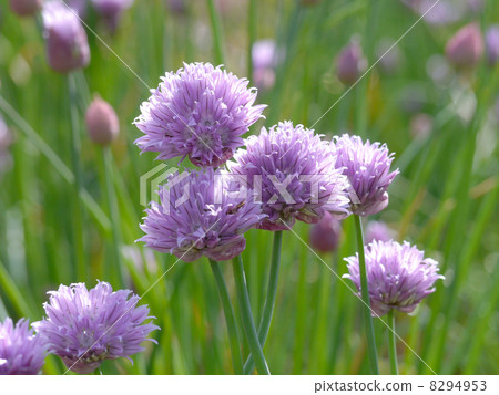 Chives 8294953