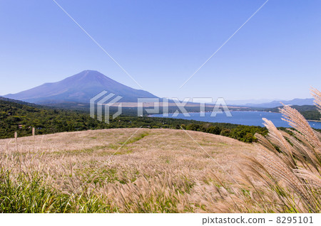 Mt. Fuji in early autumn Mt. Fuji in early autumn 8295101