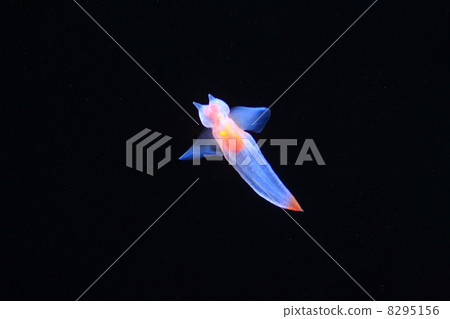 Clione 8295156