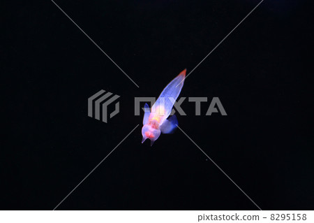 Clione Clione 8295158