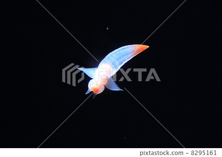 Clione 8295161