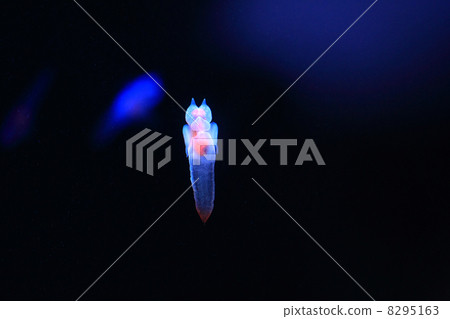 Clione 8295163