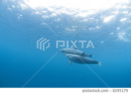 Two dolphins 8295179