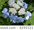 hydrangea   8295521