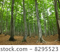  Beautiful forest 8295523