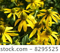 Yellow flower 8295525