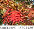 Nanakamado 8295526