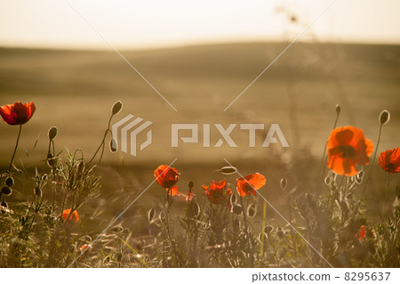 Field of Corn Poppy Flowers Field of Corn Poppy Flowers 8295637