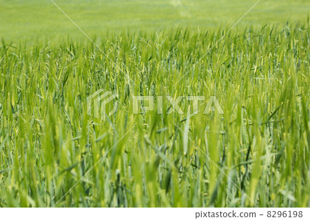 grass 8296198
