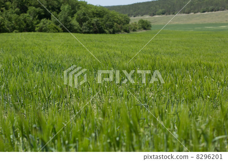 grass 8296201