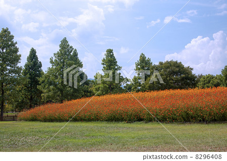 Kivanakosmos flower bed 8296408