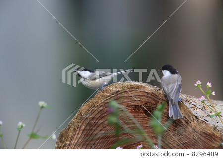 Kogara sticking to a log 8296409