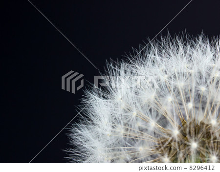 Closeup view of dandelion 8296412