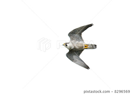 Falcon Falcon 8296569
