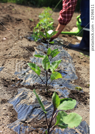 農場工作 8296611